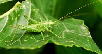 Pest Management Sarasota